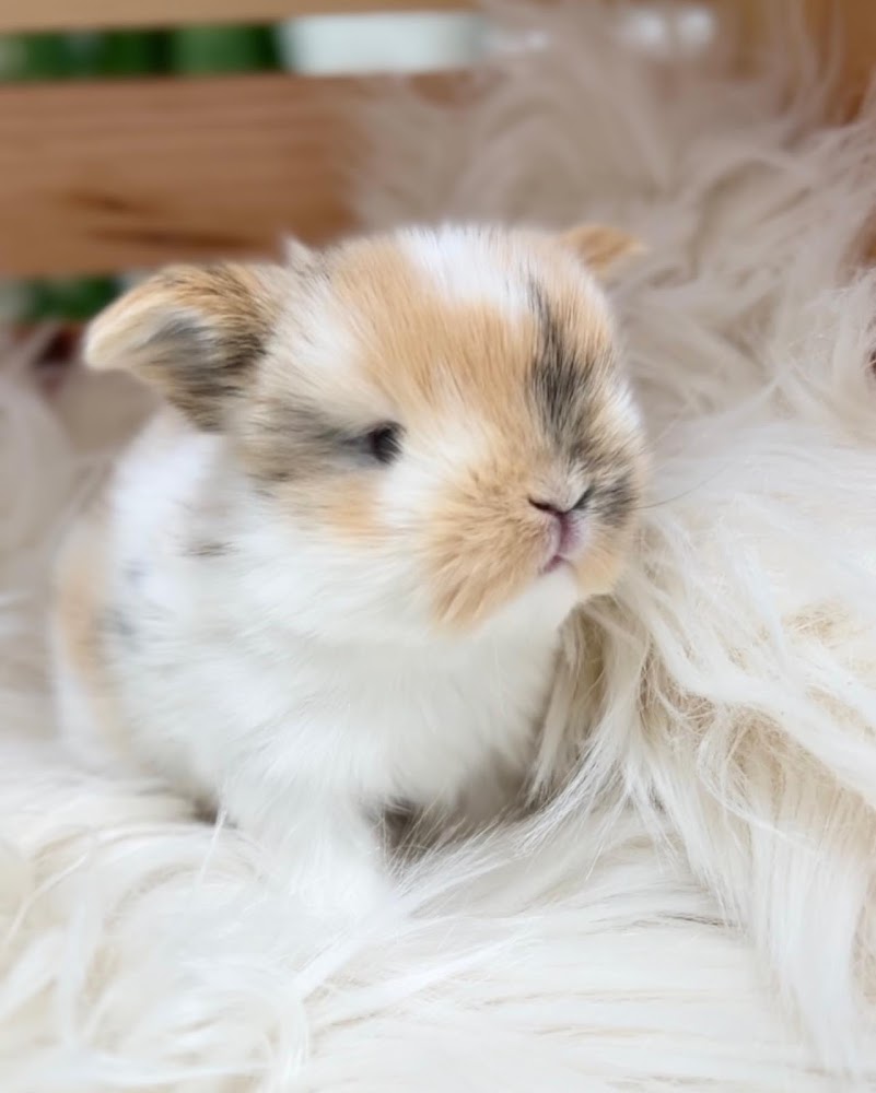 Chimney Liners USA in Essex Junction - FireplaceStoreFinder